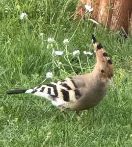 @2025 V. Congiu Upupa a Losone